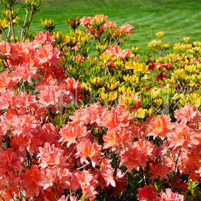 Bushes blooming rhododendron
