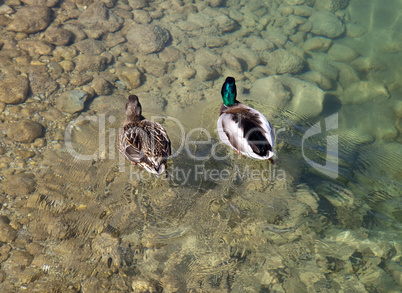 pair of mallard ducks