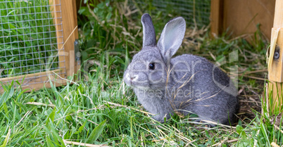 little gray rabbit