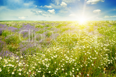 Field with daisies and sun on sky, focus on foreground