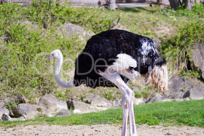 Ostrich isolate a green