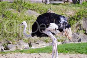 Ostrich isolate a green