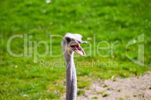 Ostrich isolate a green meadow