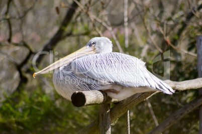 Pelican resting on a wooden promontory
