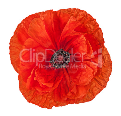 Closeup red poppy flower