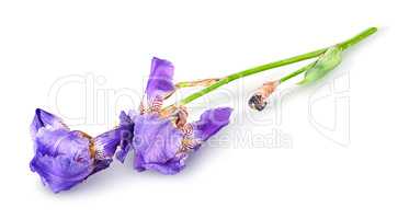 Single iris flower lying