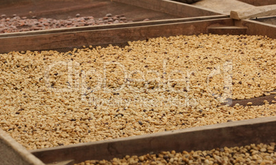 Trocknung von Kakao- und Kaffeebohnen, Plantage auf Sao Tome und Principe, Afrika