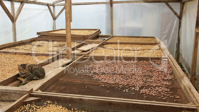Trocknung von Kakao- und Kaffeebohnen, Plantage auf Sao Tome und Principe, Afrika
