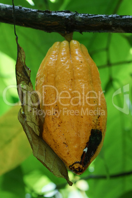 Frucht des Kakaobaumes, Sao Tome und Principe, Afrika