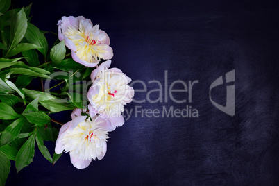 Three white peonies on a black background