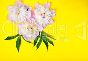 Three pink peony flowers on a yellow background