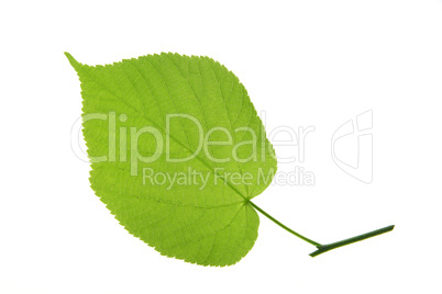 Lindenblatt (Tilia)