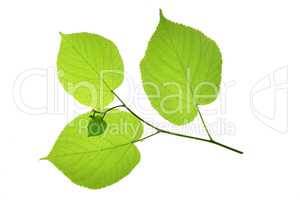 Linde (Tilia)