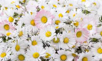 white daisy blossom
