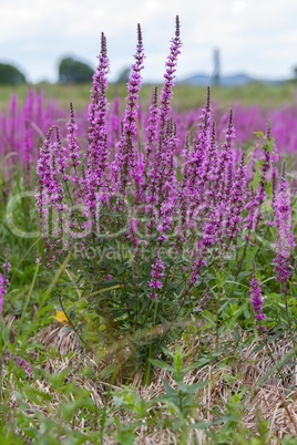 Purple wild marsh flowers growing in summer