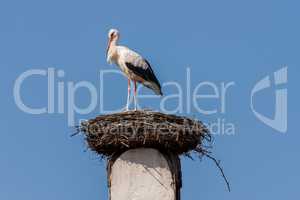 Beautiful white stork resting on the nest