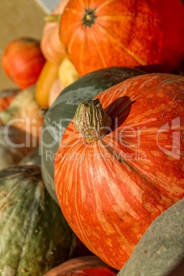 Big pumpkins in a market of Austria