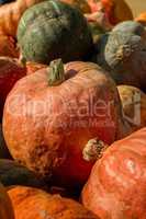 Big pumpkins in a market of Austria