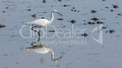 Little egret bird looking for food