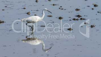 Little egret bird looking for food