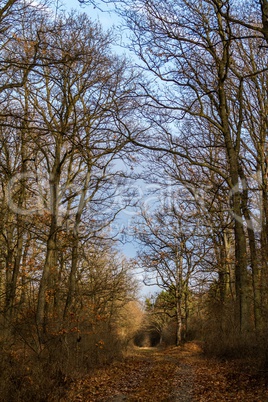 Autumn path in the oak forest