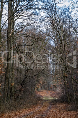 Autumn path in the oak forest