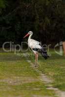 Portrait of a white stork
