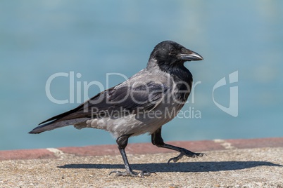 Young hooded crow bird walking