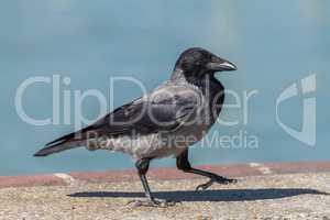 Young hooded crow bird walking