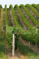 Beautiful rows of grapes from Hungary