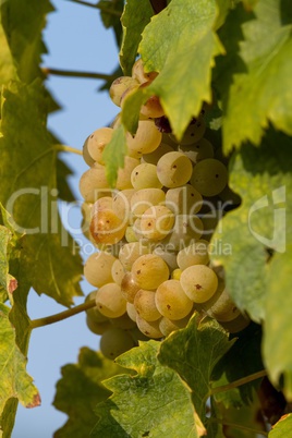 Tasty green Welschriesling grapes close-up