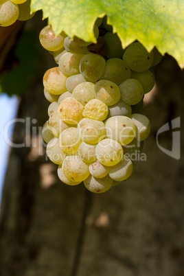 Tasty green Welschriesling grapes close-up