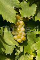 Tasty green Welschriesling grapes close-up