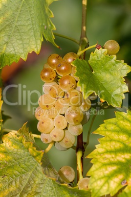 Tasty green Welschriesling grapes close-up