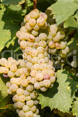 Tasty green Welschriesling grapes close-up