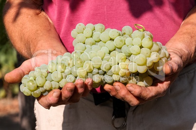 Delicious grape on the farmer hands