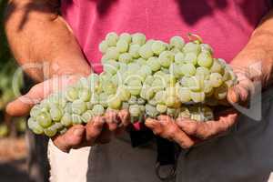 Delicious grape on the farmer hands