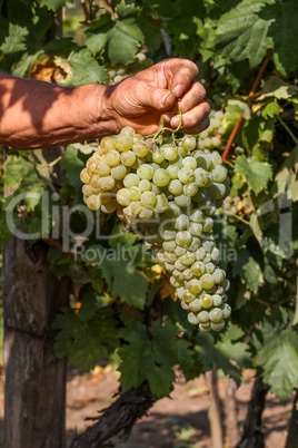 Delicious grape on the farmer hands