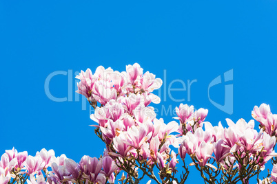 Rosa Baumblüten im Frühling