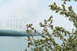 Apple trees, tree, spring, flower, flowers, tree, fog, lake, Shore