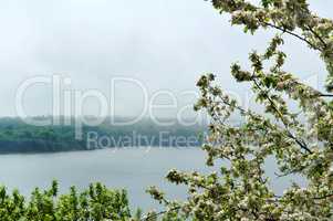 Apple trees, tree, spring, flower, flowers, tree, fog, lake, Shore