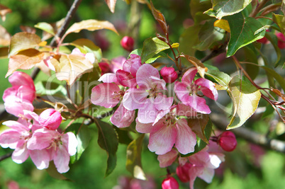 Apple trees, tree, spring, flower, flowers, tree