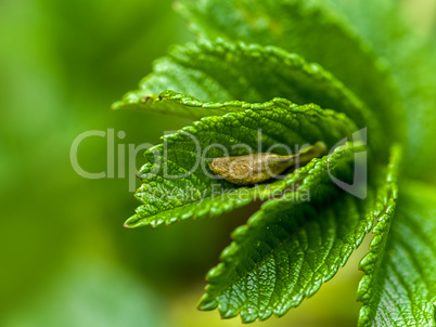 blatt mit samen