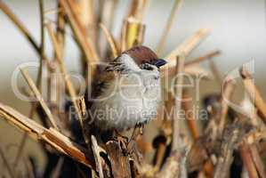 House sparrow bird
