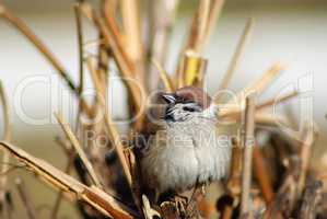 Eurasian sparrow bird