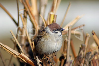 Eurasian tree sparrow