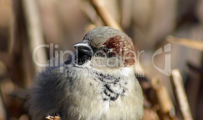 Closeup of house sparrow