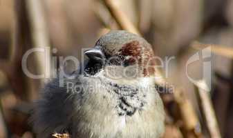 Closeup of house sparrow