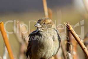 Closeup of a sparrow