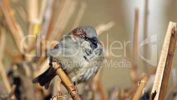 Eurasian house sparrow